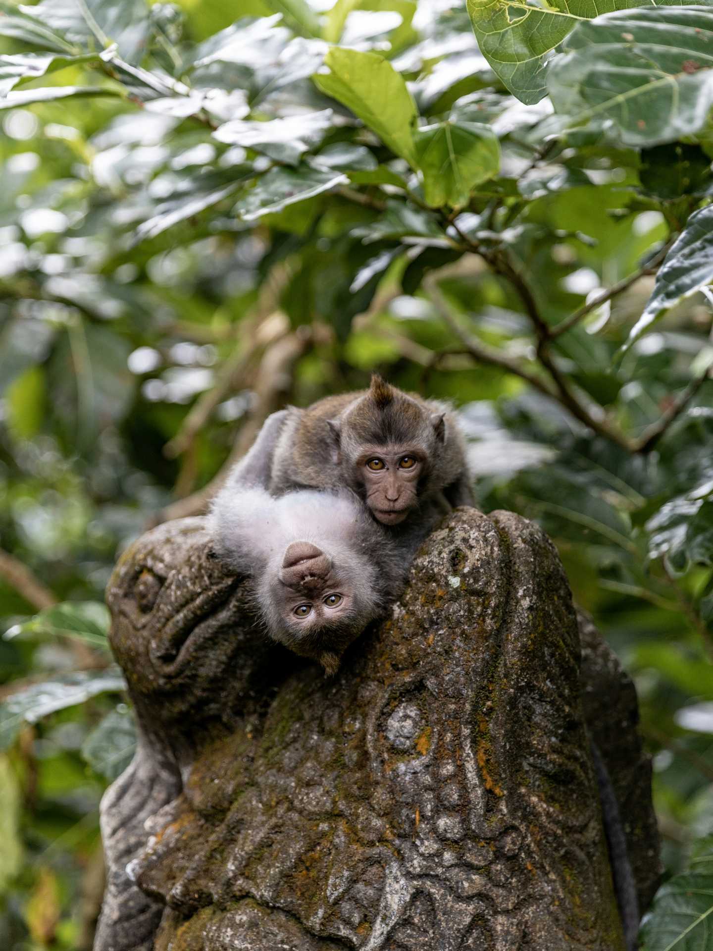Two long-tailed macaques rest on an ancient stone statue in the Sacred Monkey Forest Sanctuary located in Ubud