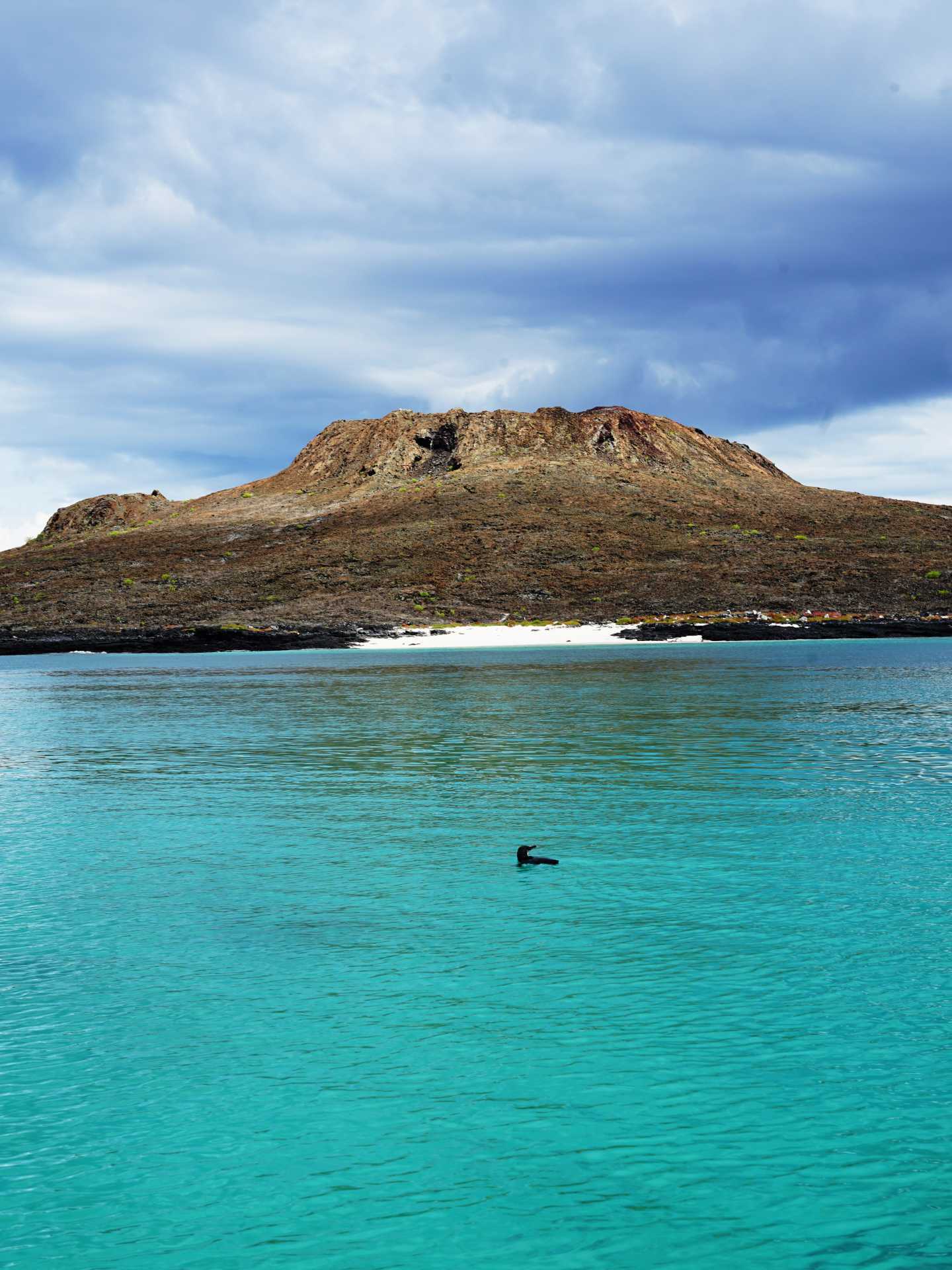 A penguin swims in front of the Chinese Hat island
