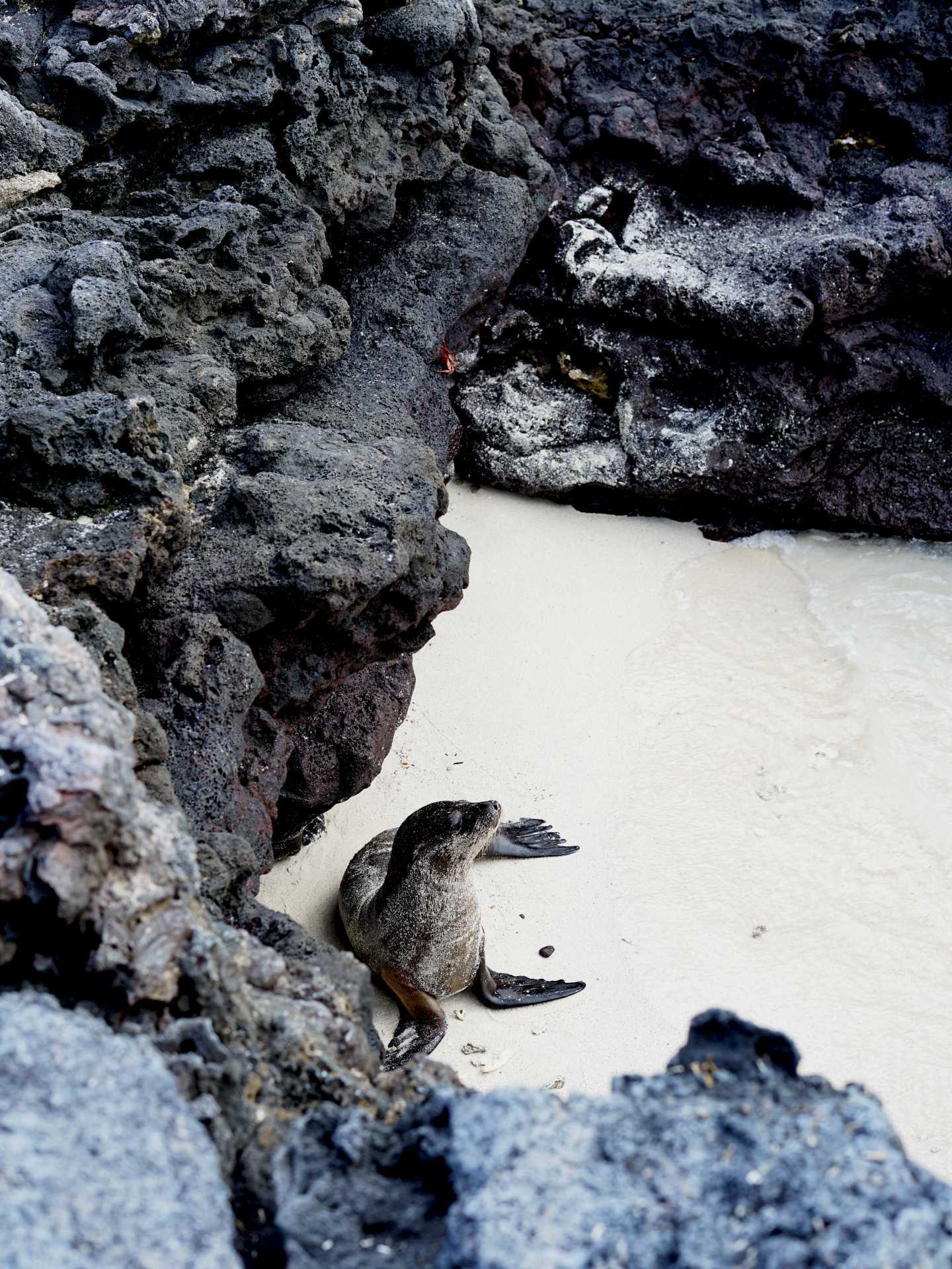 A baby sea lion on the Chinese Hat island