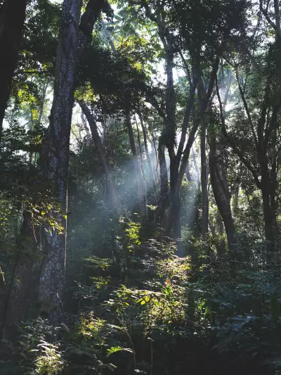 Forest at the Kuang Si Falls
