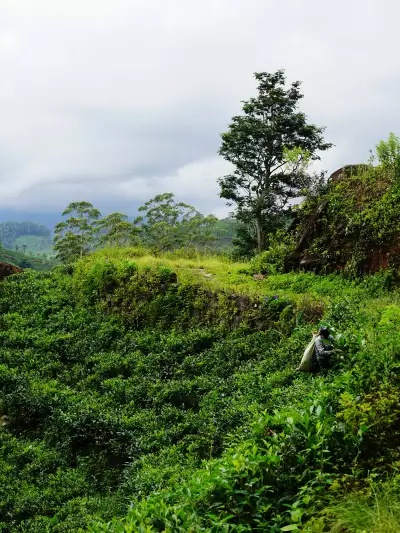 A women picks tea along the tea terraces in Hatton