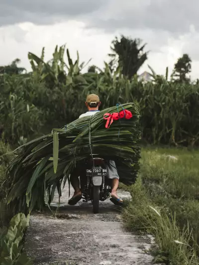 A man riding a motorcycle in Bali, Indonesia, transporting a large bundle of leaves