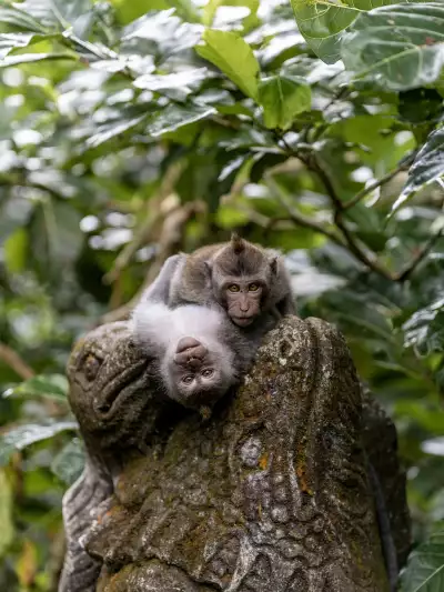 Two long-tailed macaques rest on an ancient stone statue in the Sacred Monkey Forest Sanctuary located in Ubud