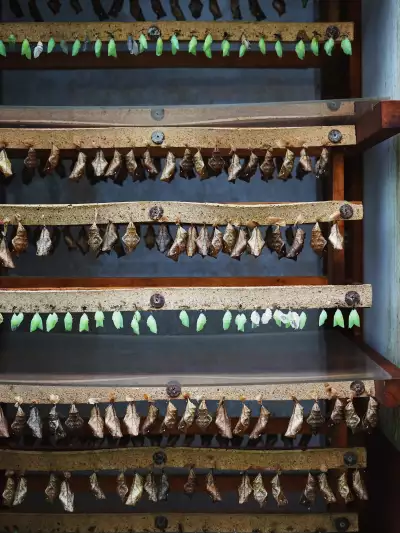 Chrysalis' at Mashpi Lodge