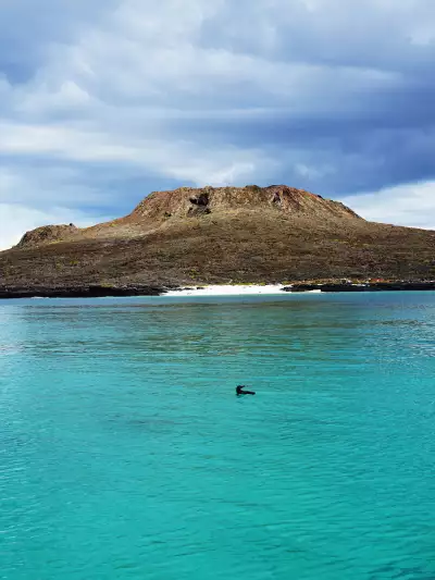 A penguin swims in front of the Chinese Hat island