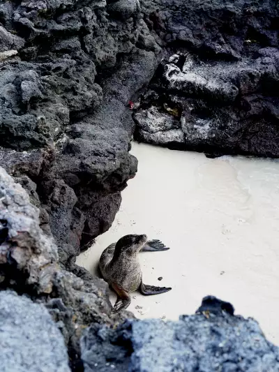 A baby sea lion on the Chinese Hat island