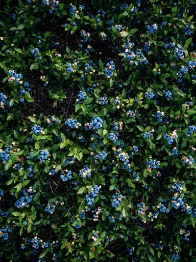 Wild blueberries ripen along Maine&rsquo;s rugged coastline, one of the state&rsquo;s most distinctive summer crops and a staple of the local landscape