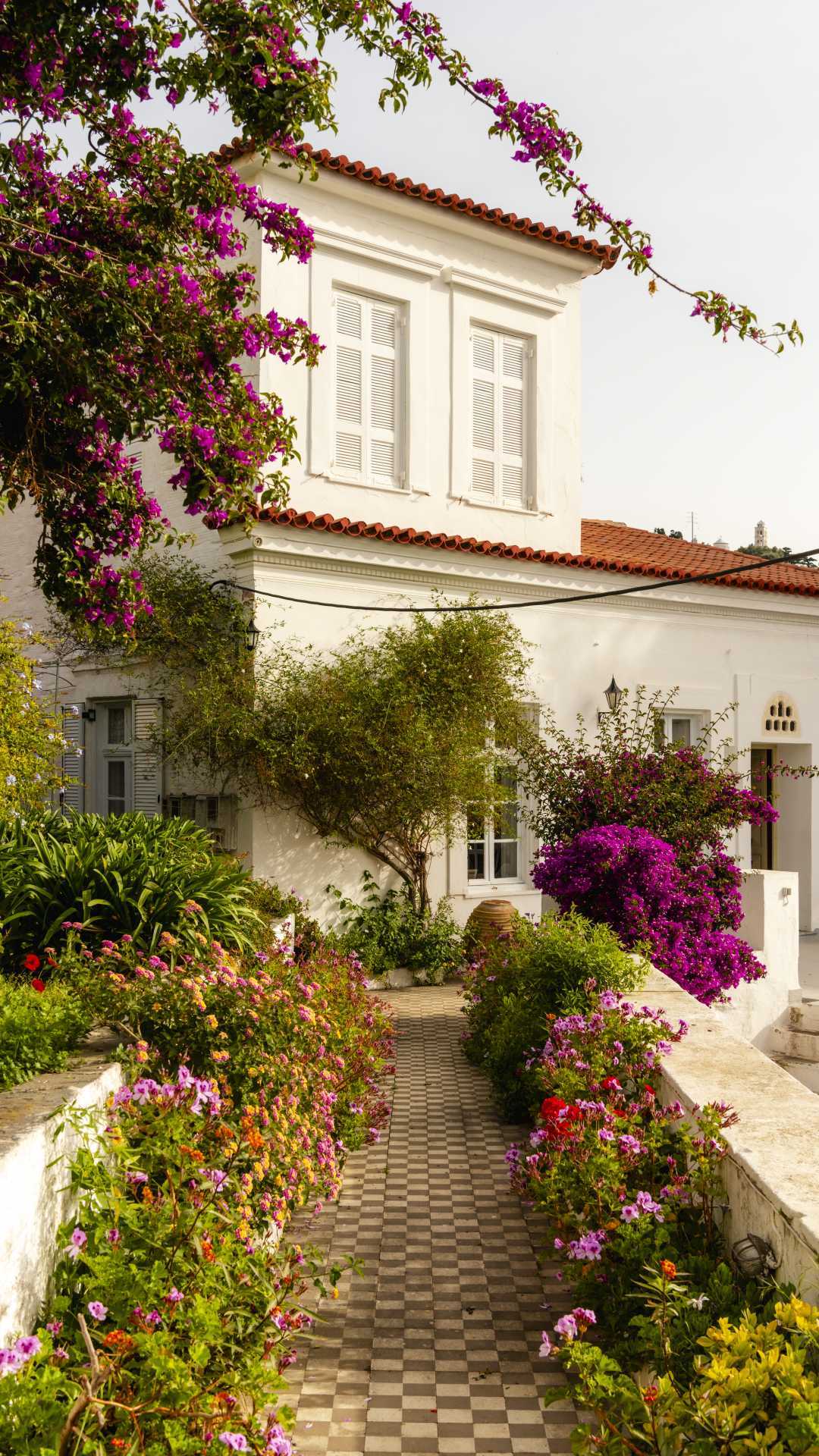 A bougainvillea covered house