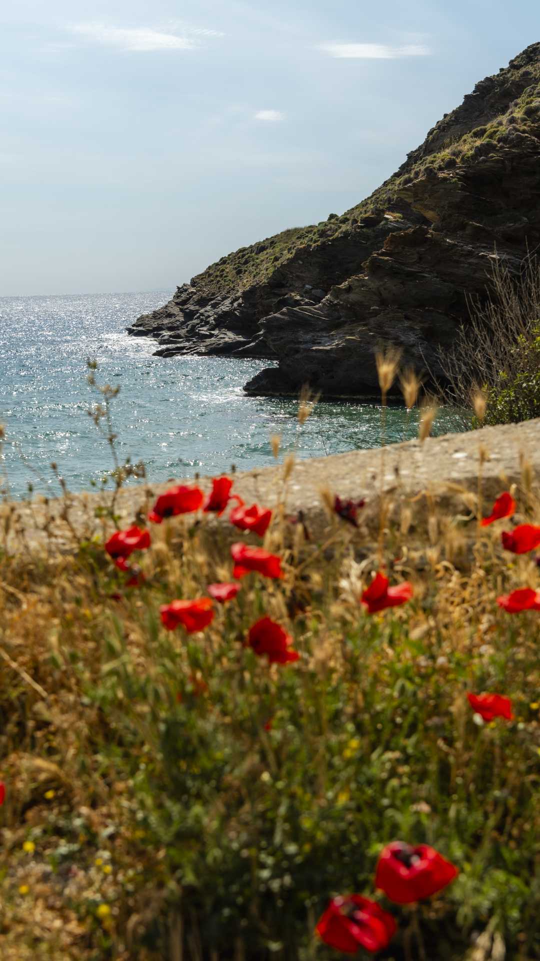 Poppies in the foreground of a small beach near Gialia, on the isle of Andros