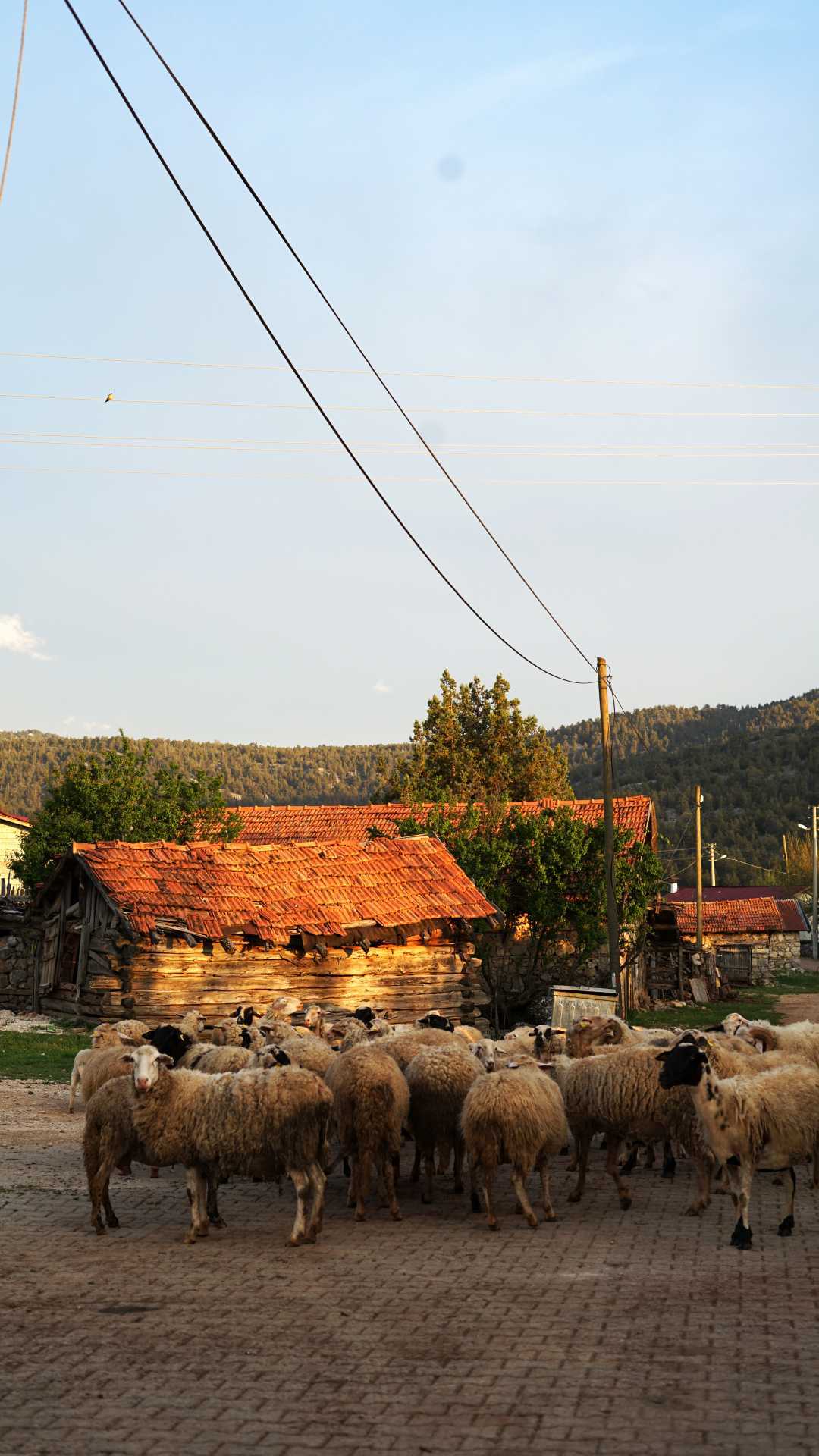 A herd of sheep at sunset in the village of Yenikoy A herd of sheep at sunset in the village of Yenikoy
