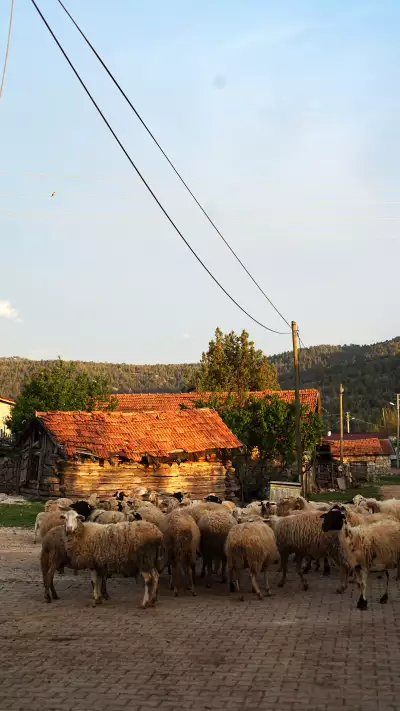 A herd of sheep at sunset in the village of Yenikoy