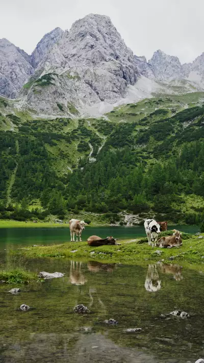 Cows by Seebensee