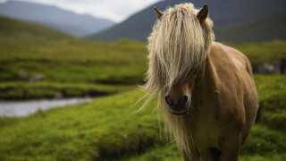 A Faroese pony