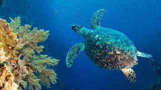 Hawksbill turtle at Coco Bodu Hithi, Maldives
