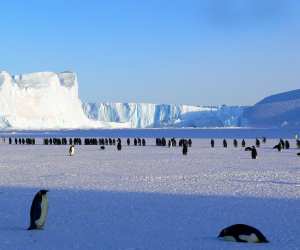 Penguins in Antarctica, which you can witness on the Highlights of Antarctica cruise