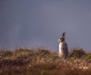 A wild hare donning its winter coat in the Peak District