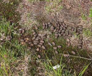 widgetAlces_alces_scat2