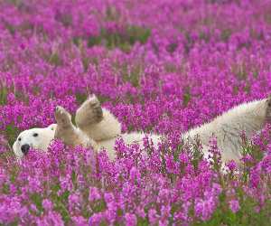 Polar bear canada