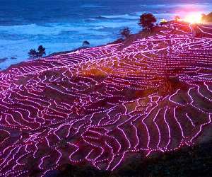 rice paddy field