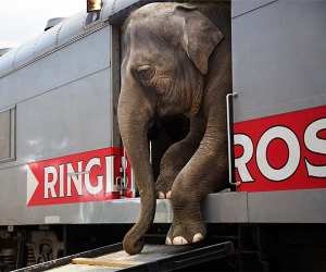 Stephanie Sinclair, 'Running Away with the Circus', Professional, Daily Life