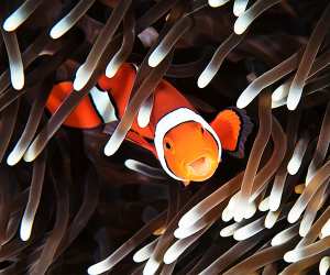 A clownfish at the Great Barrier Reef
