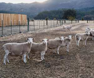 A flock of sheep staring back at the photographer