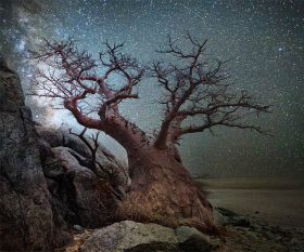 Baobab in front of a star-filled sky