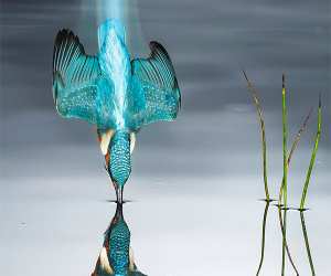 Kingfisher diving