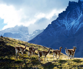 Guanacos in Patagonian hill country