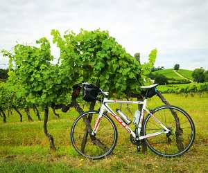 Bike in a vineyard near Bordeaux