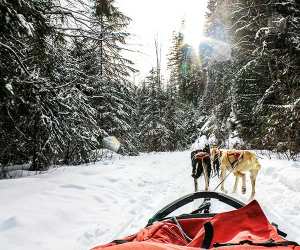 Dog-sledding in Alberta, Canada