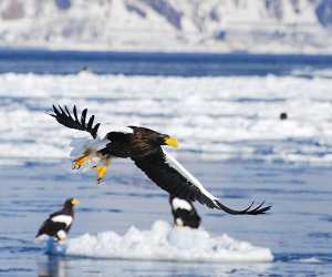 Birdlife in Eastern Hokkaido, Japan