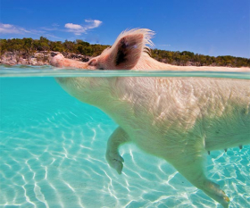 Swimming pig in Bahamas