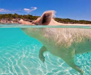 Swimming pig in Bahamas