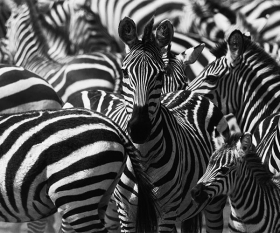 Zebra in the Ngorongoro Crater, Tanzania