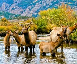 Elk in Rocky Mountain National Park, Colorado