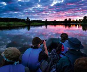 Beaver safari in Sweden