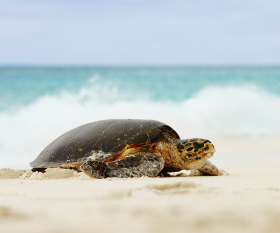 A sea turtle in Seychelles