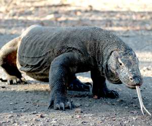 A komodo dragon in indonesia