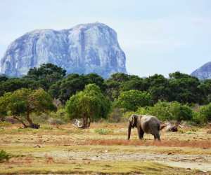 An elephant in Yala National Game Reserve, Sri Lanka