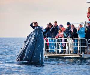 Whale in Brisbane, Australia