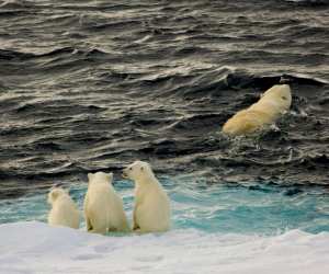 Polar bears. Steve Davey