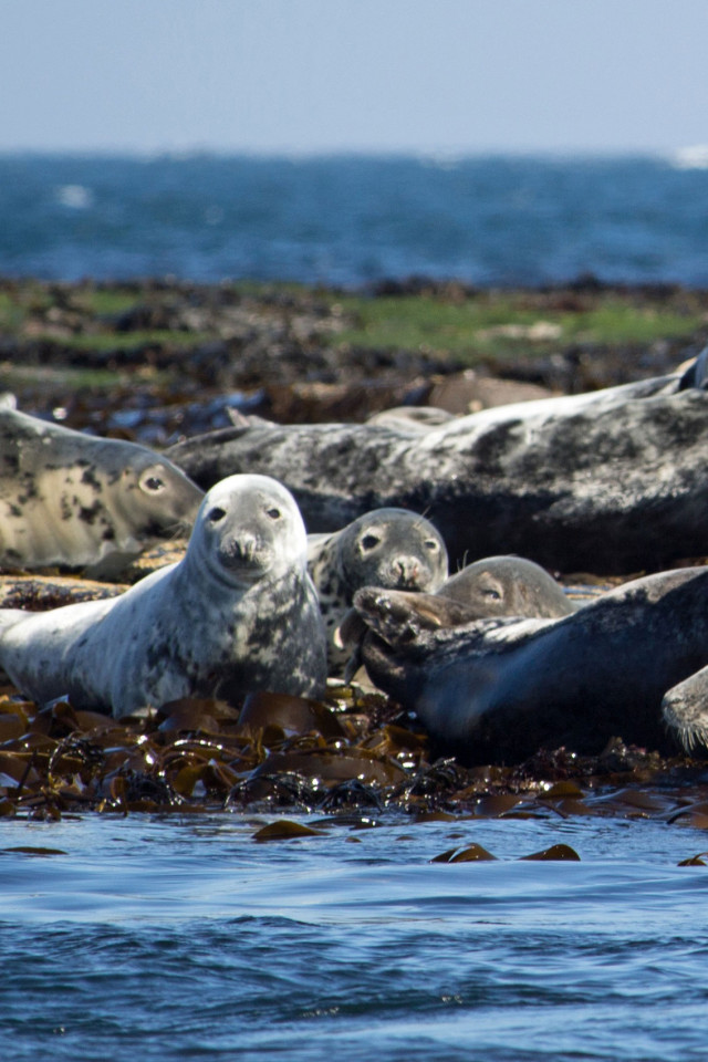 Grey Seals on Lindisfarne Grey Seals on Lindisfarne