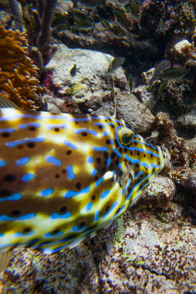 A fish in Tobago Cays, Petit St Vincent A fish in Tobago Cays, Petit St Vincent