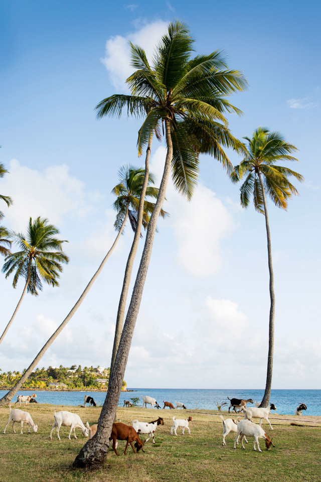 Palm trees and goats on the island of Antigua Palm trees and goats on the island of Antigua