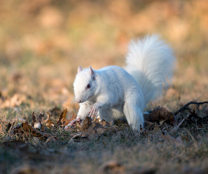 featured-squirrel