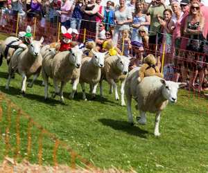 Sheep Racing Festival