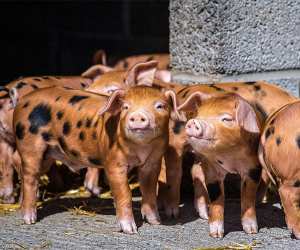 Family farm in Cornwall