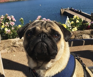 Welly the pug at the Cary Arms' scenic coastal terrace