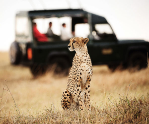 A leopard on safari in Kenya